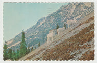 Sheep Mountain, Alaska Highway, Alaska, USA Vintage Original Postcard # 1576 - Post Marked June 3, 1982