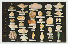 Load image into Gallery viewer, Sea Shells from the Coast of Florida, USA - Vintage Original Postcard # 1584 - New - 1970's
