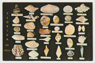 Sea Shells from the Coast of Florida, USA - Vintage Original Postcard # 1584 - New - 1970's