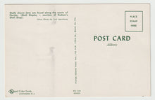 Load image into Gallery viewer, Sea Shells from the Coast of Florida, USA - Vintage Original Postcard # 1584 - New - 1970's
