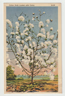 Cotton Stalk Loaded with Cotton, USA Vintage Original Postcard # 1655 - New - 1950's