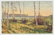 Birch Trees by Lake in Switzerland - Art - Painting - Vintage Original Postcard # 1724 - New - 1950's