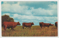 Purebred Santa Gertrudis Cows, Kingsville, Texas, USA Vintage Original Postcard # 1843 - New 1980's