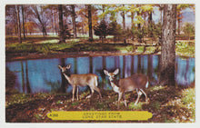 Load image into Gallery viewer, Greetings from Lone Star State, Texas, USA (Deers) Vintage Original Postcard # 1845 - New 1980's
