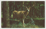 Deer in the Velvet - Vintage Original Postcard # 1846 - New 1980's