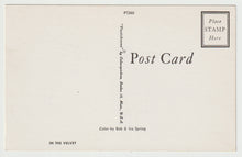 Load image into Gallery viewer, Deer in the Velvet - Vintage Original Postcard # 1846 - New 1980's
