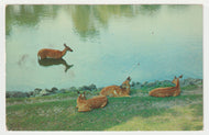 Greetings from Herbster, Wisconsin, USA - Vintage Original Postcard # 1938 - Post Marked August 2, 1956