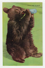 Load image into Gallery viewer, Greetings - Lunch Time in Maine, USA - Vintage Original Postcard # 1988 - New, 1960's - NM
