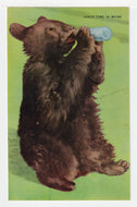 Greetings - Lunch Time in Maine, USA - Vintage Original Postcard # 1988 - New, 1960's - NM