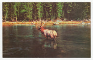 Bull Elk in Montana, USA Vintage Original Postcard # 2051 - New - 1970's - Mint