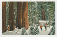 Sequoia National Park, California, USA - Wintertime - Vintage Original Postcard # 2080 - Post Marked May 7, 1962 - VG