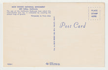 Load image into Gallery viewer, Muir Woods National Monument, Mill Valley, California, USA - Vintage Original Postcard # 2080 - New - 1960's - NM
