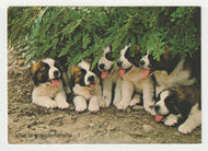 Cute Puppies - Vintage Original Postcard # 2083 - Post Marked October 4, 1983 - VG