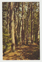 Load image into Gallery viewer, The Red Pine, Minnesota's State Tree, USA - Vintage Original Postcard # 2108 - New - 1960's - NM
