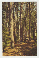 The Red Pine, Minnesota's State Tree, USA - Vintage Original Postcard # 2108 - New - 1960's - NM