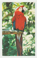 Scarlet Macaw Bird - Cypress Gardens, Florida, USA Vintage Original Postcard # 2127 - New - 1960's - NM