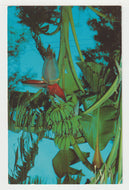 Banana Stalk and Bloom, South Texas, USA Vintage Original Postcard # 2159 - New - 1960's - NM