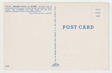 Load image into Gallery viewer, Banana Stalk and Bloom, South Texas, USA Vintage Original Postcard # 2159 - New - 1960's - NM
