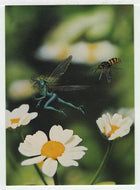 Pursued (Trading Card) Tim White Fantasy - 1994 FPG # 4 - Mint