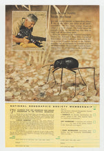 Load image into Gallery viewer, 360 Polaroid Camera's - Vintage Ad - (Electronic Timer Beeps) # 1024 - 1960's
