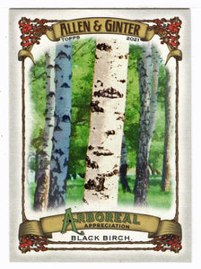 Black Birch (MLB Baseball Card) 2021 Topps Allen and Ginter Arboreal Appreciation # AA-11 Mint