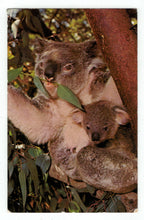 Load image into Gallery viewer, San Diego Zoo, California, USA - Koala and Baby Vintage Original Postcard # 4762 - Post Marked September 5, 1961

