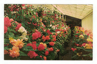 Butchart Gardens, Victoria, British Columbia, Canada Vintage Original Postcard # 4786 - New - 1960's
