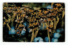 Load image into Gallery viewer, Monarch Butterflies - Milar Butterfly Grove Hotel, Pacific Grove, California, USA Vintage Original Postcard # 4807 - New - 1960&#39;s
