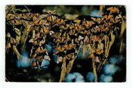Monarch Butterflies - Milar Butterfly Grove Hotel, Pacific Grove, California, USA Vintage Original Postcard # 4807 - New - 1960's