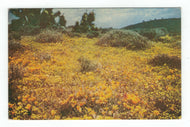 California Poppies, USA Vintage Original Postcard # 4811 - New 1960's