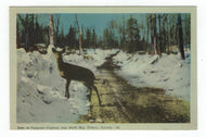 Deer on Ferguson Highway near North Bay, Ontario, Canada Vintage Original Postcard # 4827 - Post Marked July 5, 1946