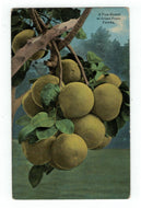 A Bunch of Grape Fruit, Florida, USA Vintage Original Postcard # 4851 - New - Early 1900's