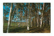 White Birches on a Golf Course, Vermont, USA Vintage Original Postcard # 4867 - New - 1970's