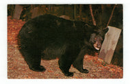 Black Bear, Pennsylvania, USA Vintage Original Postcard # 4870 - New - 1960's
