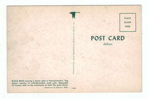 Black Bear, Pennsylvania, USA Vintage Original Postcard # 4870 - New - 1960's