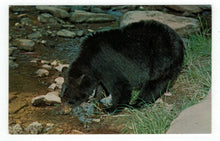 Load image into Gallery viewer, Black Bear, USA Vintage Original Postcard # 4871 - New - 1960&#39;s
