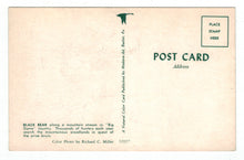 Load image into Gallery viewer, Black Bear, USA Vintage Original Postcard # 4871 - New - 1960&#39;s

