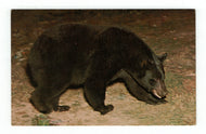 Black Bear, USA Vintage Original Postcard # 4872 - New - 1960's