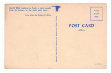 Load image into Gallery viewer, Black Bear, USA Vintage Original Postcard # 4872 - New - 1960&#39;s
