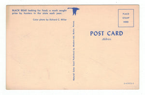 Black Bear, USA Vintage Original Postcard # 4872 - New - 1960's