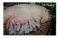 It Tickles - Dinner for Eleven - Baby Pigs Vintage Original Postcard # 4876 - New - 1960's