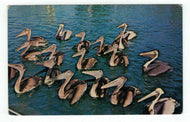 Pelicans, Florida, USA Vintage Original Postcard # 4883 - New - 1960's
