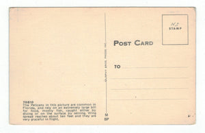 Pelicans, Florida, USA Vintage Original Postcard # 4883 - New - 1960's