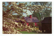 Blossoms, USA Vintage Original Postcard # 4887 - New - 1970's