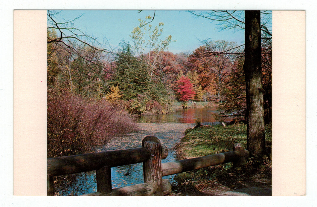 Magnificence of Autumn, USA Vintage Original Postcard # 4901 - New - 1960's