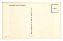 Load image into Gallery viewer, Magnificence of Autumn, USA Vintage Original Postcard # 4901 - New - 1960's
