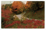 Autumn and the Bend in the Road Vintage Original Postcard # 4909 - New - 1960's