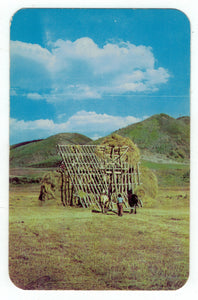 Haying Scene, Rockies Vintage Original Postcard # 4926 - New - 1960's