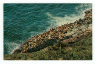 Sea Lions on the Coast, Oregon, USA Vintage Original Postcard # 4933 - New - 1960's
