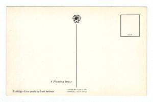 A Pleasing Drive Vintage Original Postcard # 4944 - New - 1960's